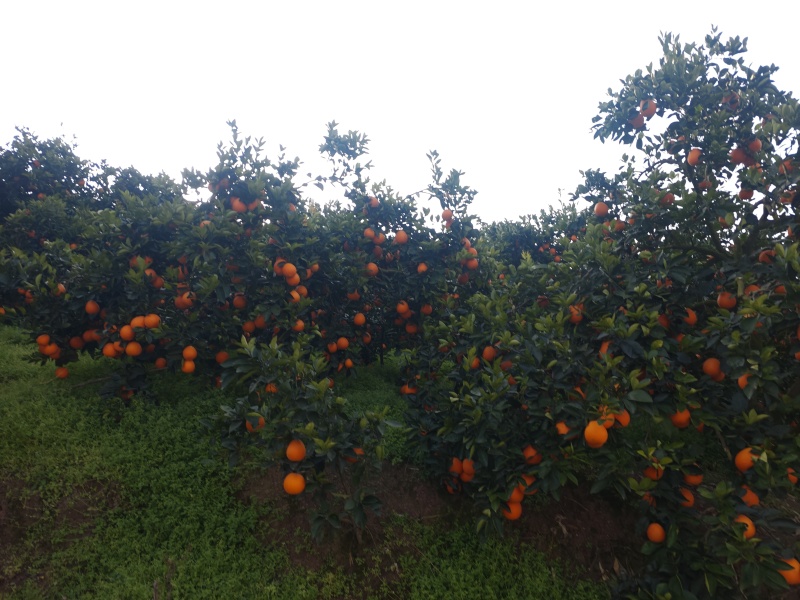 重庆奉节福本脐橙，货原充足，无干水，一手货源，没花皮