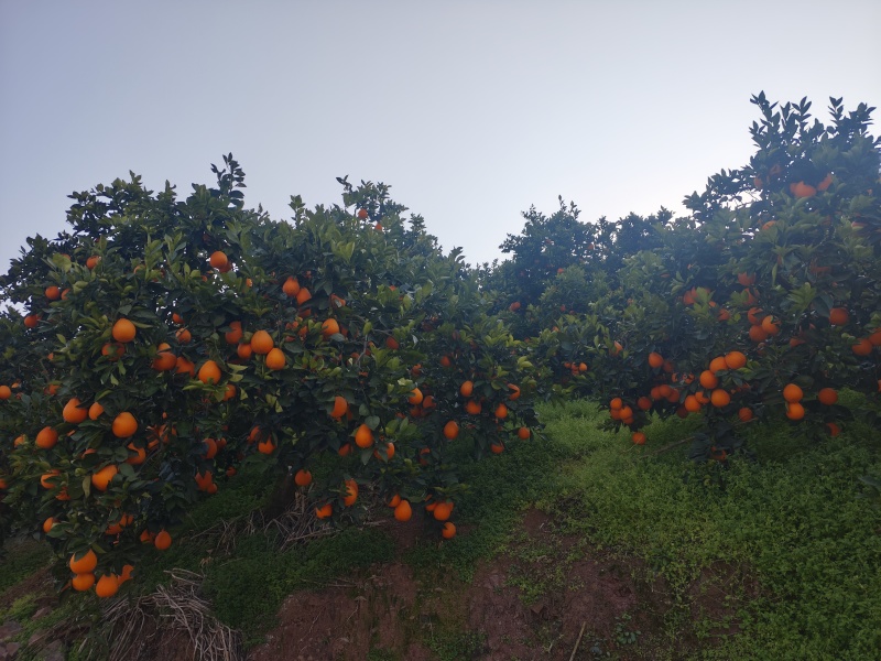 重庆奉节福本脐橙，货原充足，无干水，一手货源，没花皮