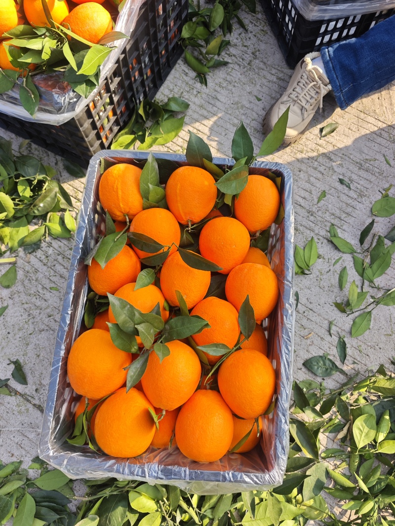 重庆奉节福本脐橙，货原充足，无干水，一手货源，没花皮