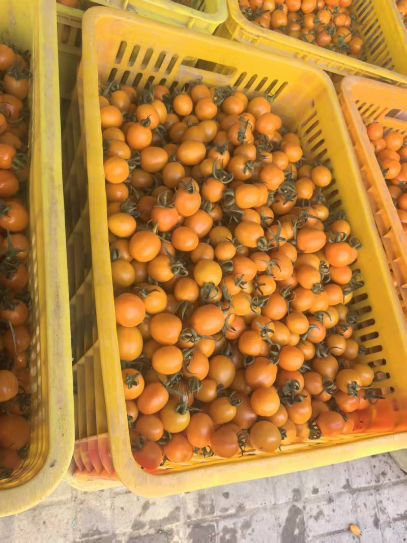 黄金圣女果，货源充足，现摘现发，品质保证产地一手货源