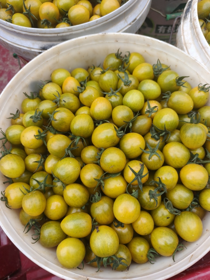 黄金圣女果，货源充足，现摘现发，品质保证产地一手货源