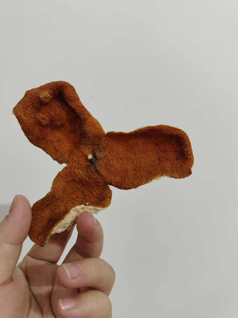 广西浦北大红皮