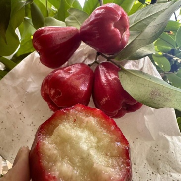 海南黑金钢莲雾
