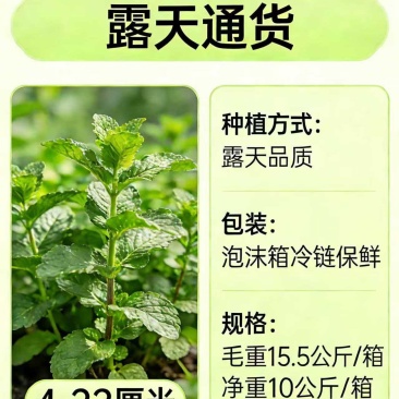 新鲜露天薄荷/留兰香