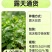 新鲜露天薄荷/留兰香