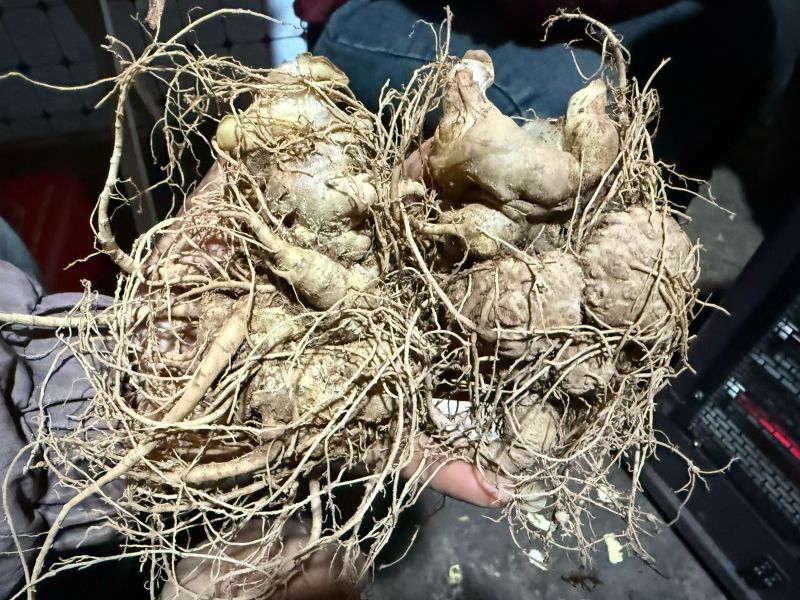 文山三七，自己种植，没有中间商赚差价