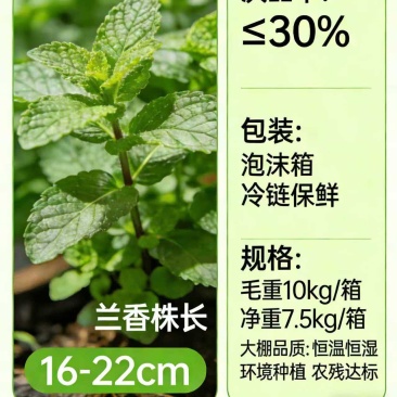 新鲜大棚薄荷/留兰香