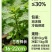 新鲜大棚薄荷/留兰香