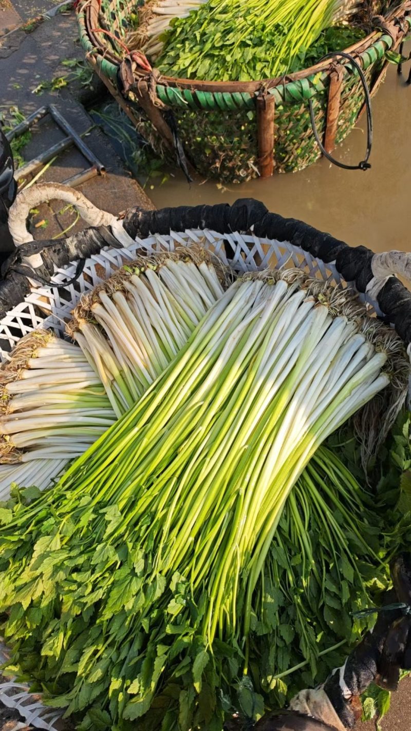 水芹菜