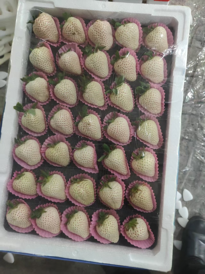 山东青岛白草莓上市产地直发规格齐全保质保量欢迎随时联系