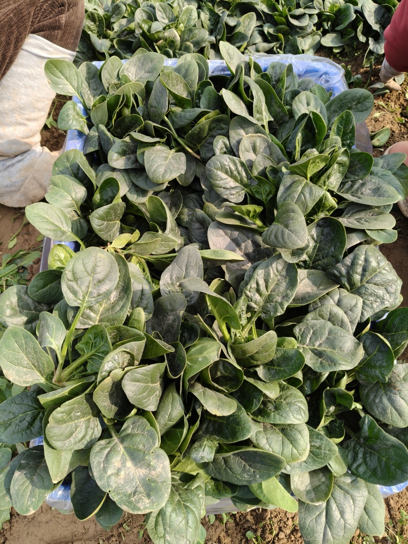 趴地菠菜