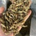 铁皮石斛切片，泡水成紫色汤