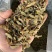 铁皮石斛切片，泡水成紫色汤