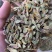 铁皮石斛切片，泡水成紫色汤