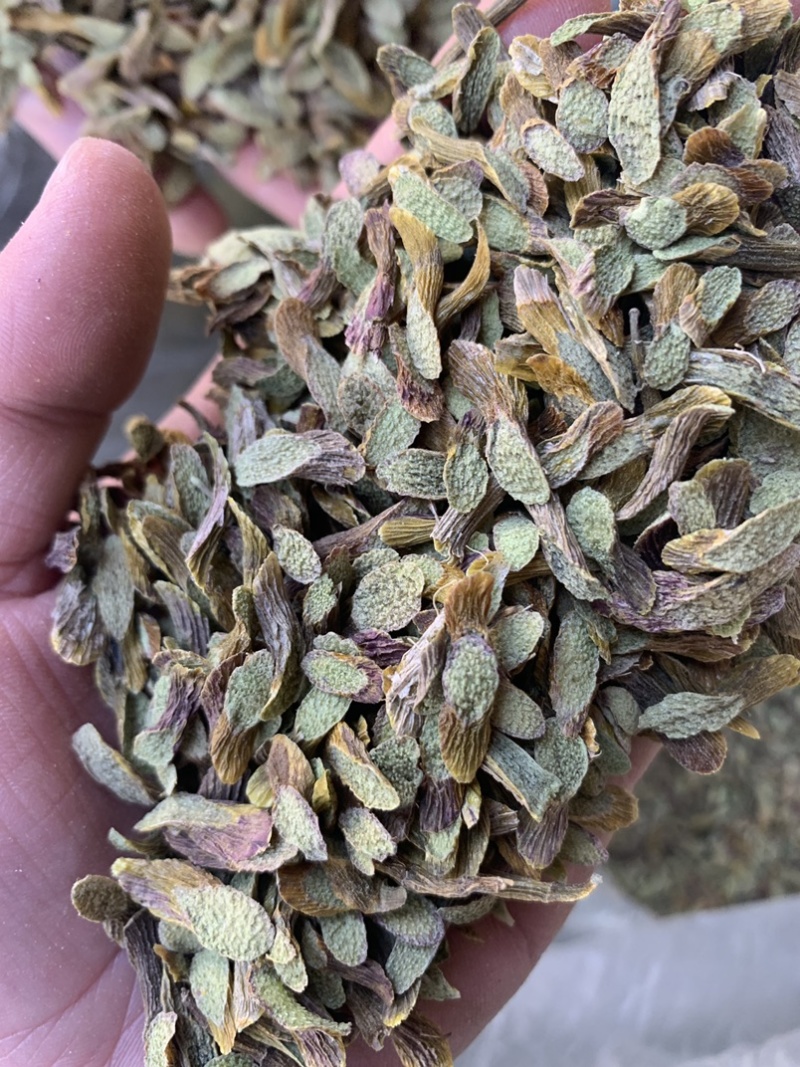 铁皮石斛切片，泡水成紫色汤