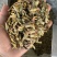 铁皮石斛切片，泡水成紫色汤