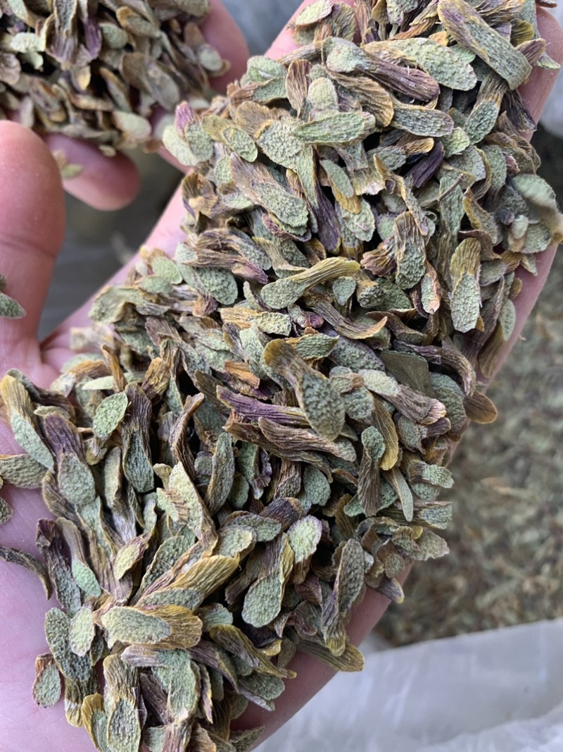 铁皮石斛切片，泡水成紫色汤