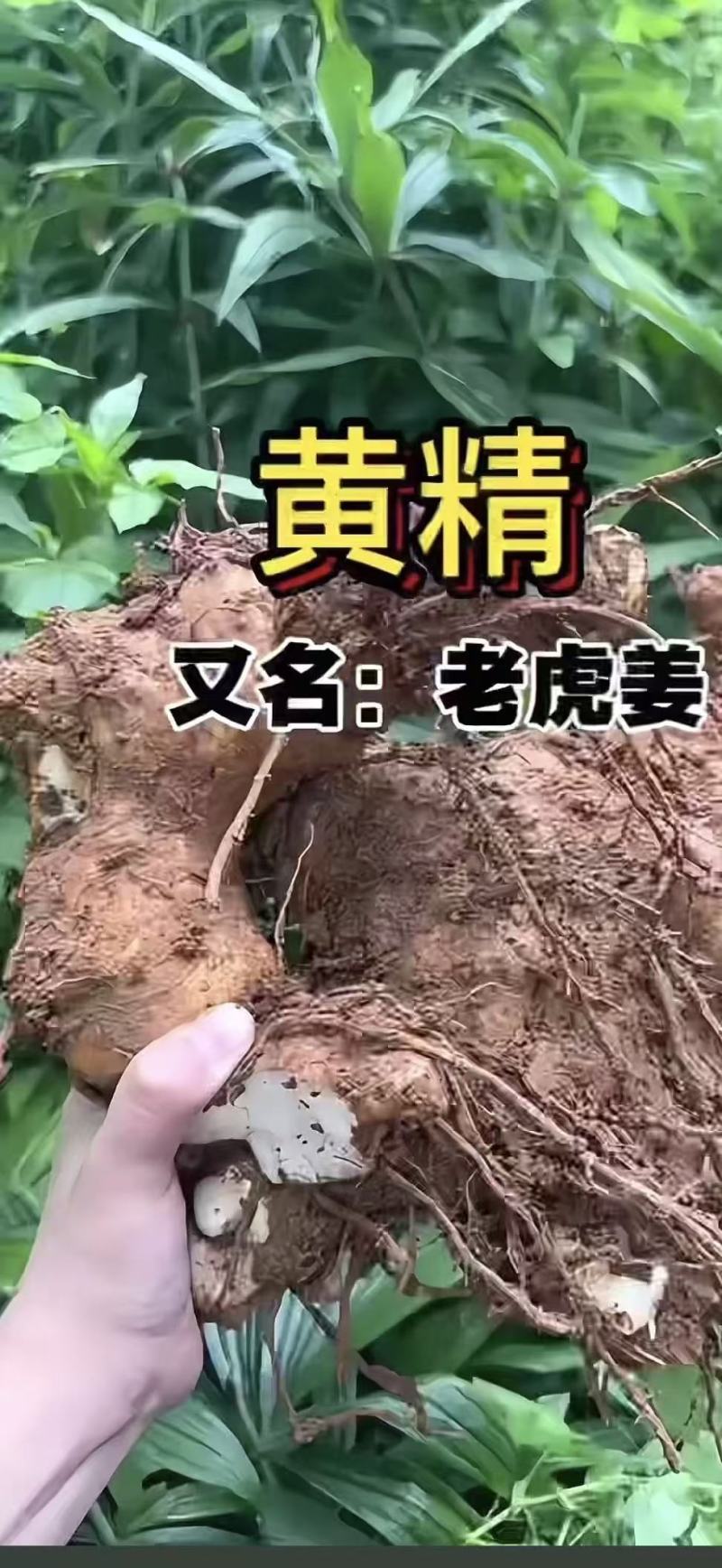 野生黄金