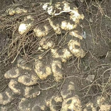 野生黄金