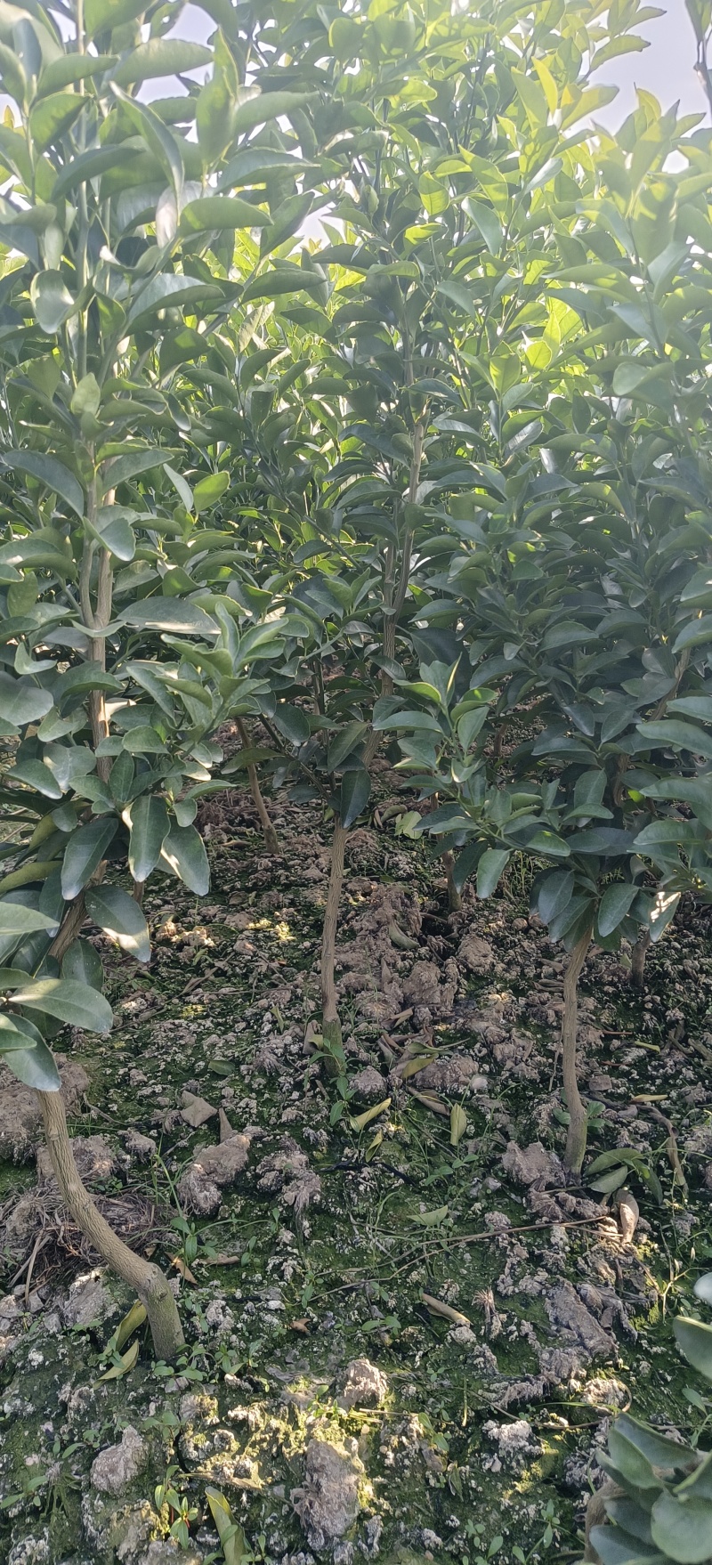 砂糖橘苗，金秋早熟砂糖橘苗，皮红果汁多，甜度高，