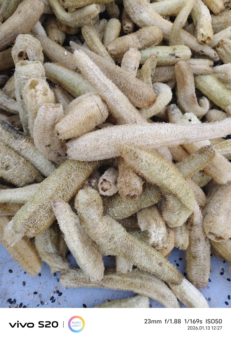 丝瓜络