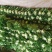内蒙赤峰白菜叶，芹菜，葱，品质保障，畅销市场，诚信代办