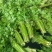 内蒙赤峰白菜叶，芹菜，葱，品质保障，畅销市场，诚信代办