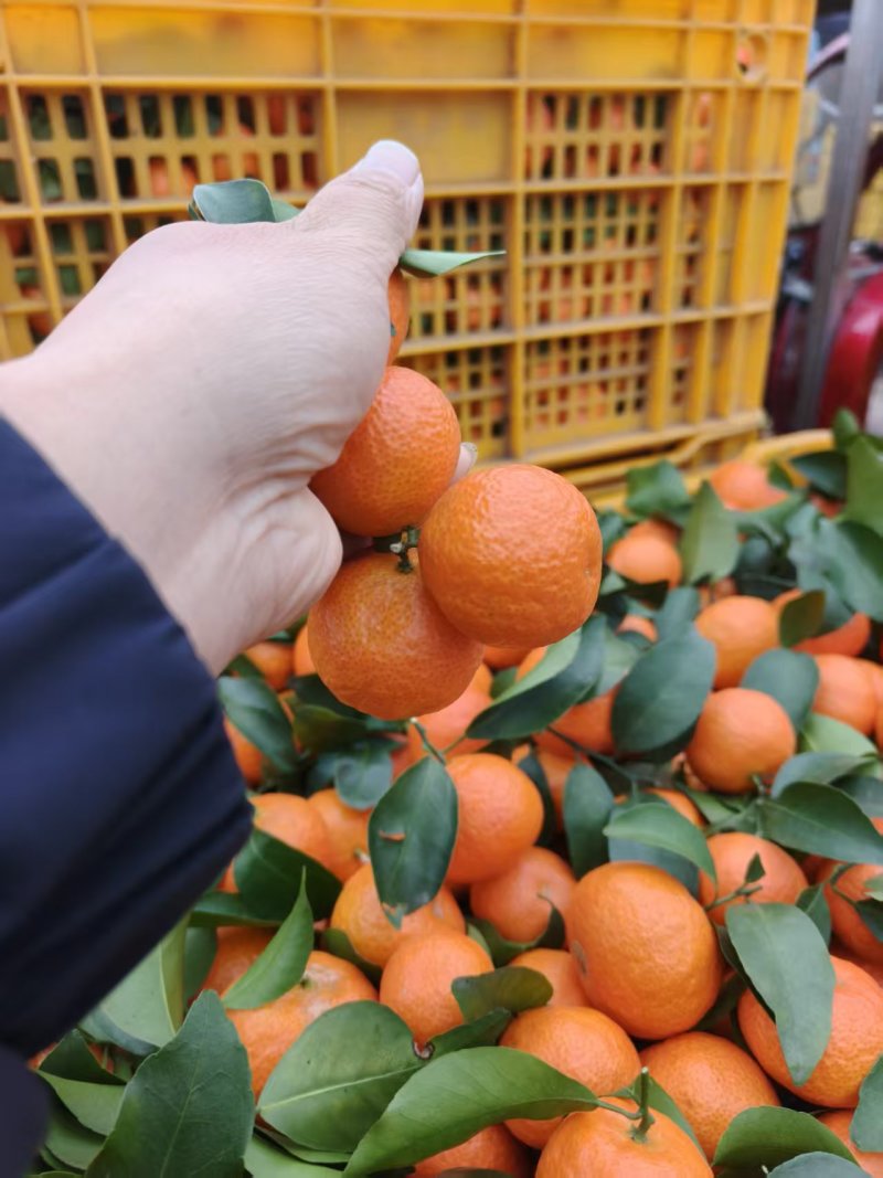 广西桂林砂糖橘