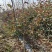 水果山楂新品种黄山楂苗3公分黄山楂树苗