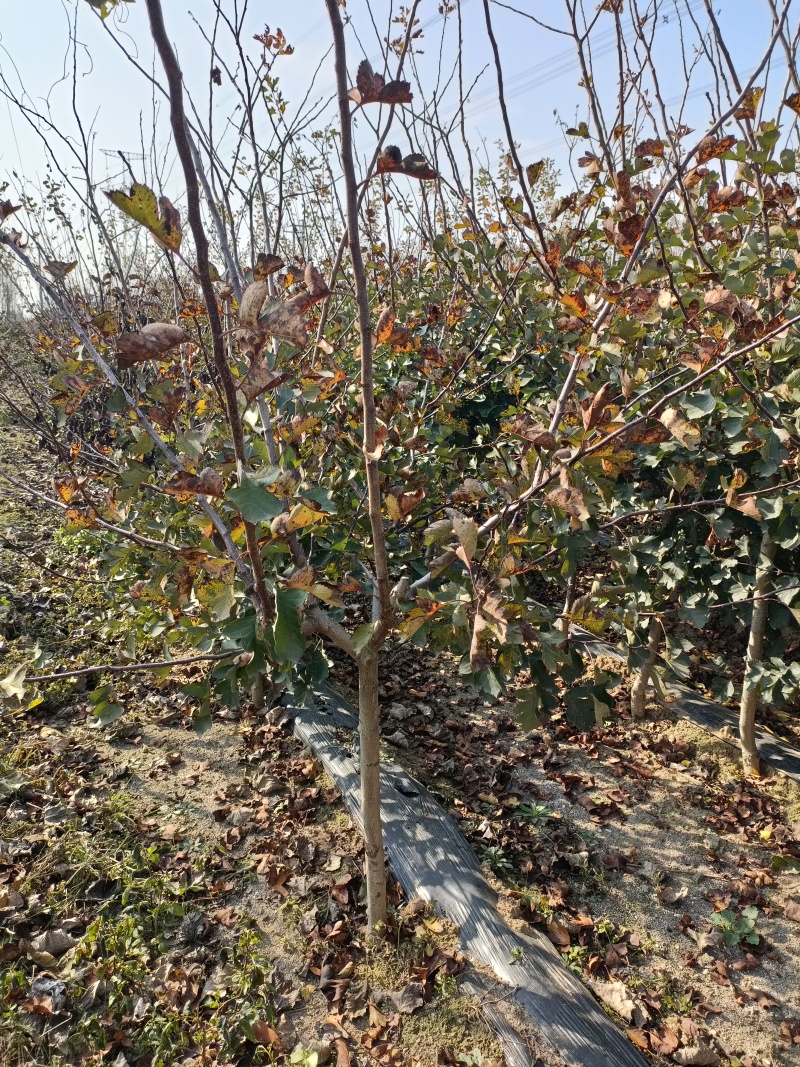 水果山楂新品种黄山楂苗3公分黄山楂树苗