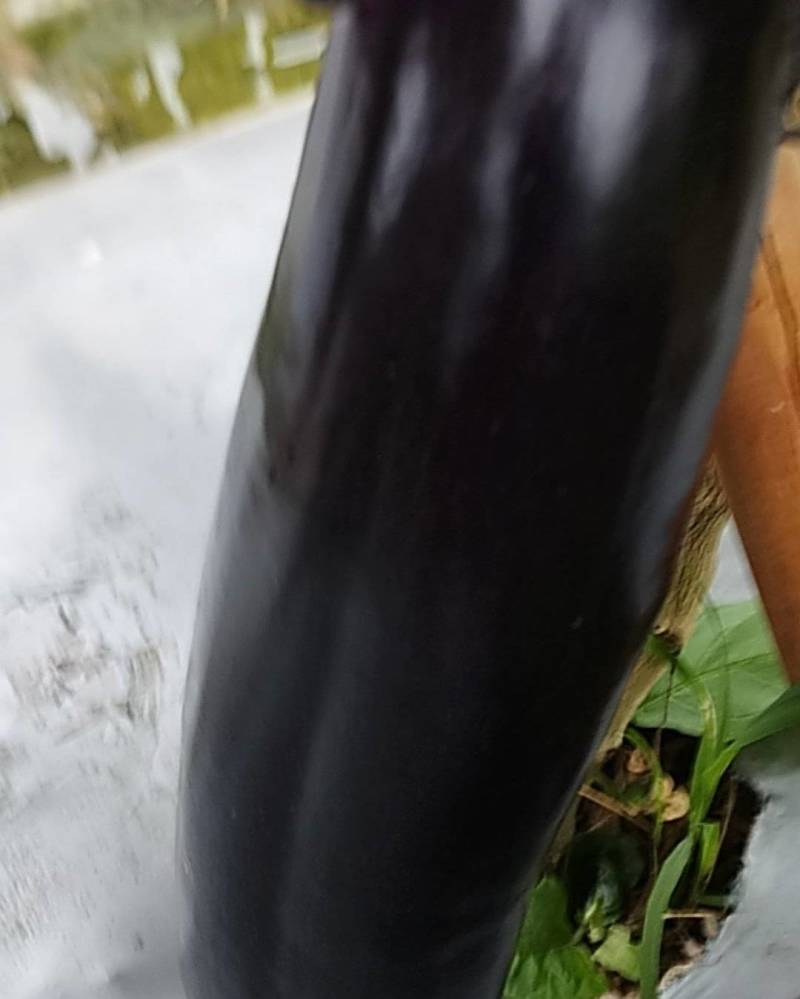 中垌镇茄子