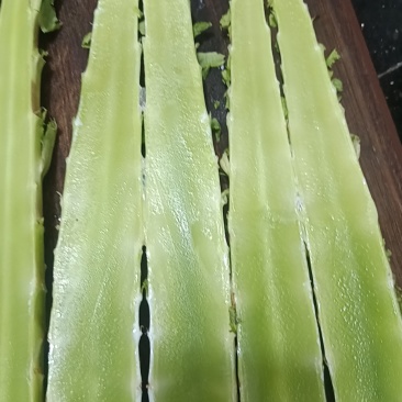尖叶莴笋杆子