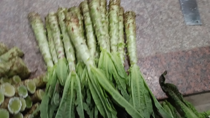 尖叶莴笋杆子