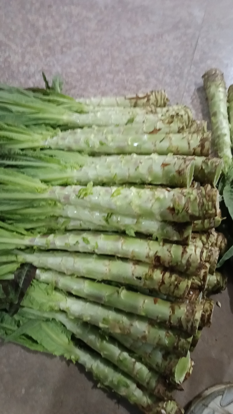 尖叶莴笋杆子