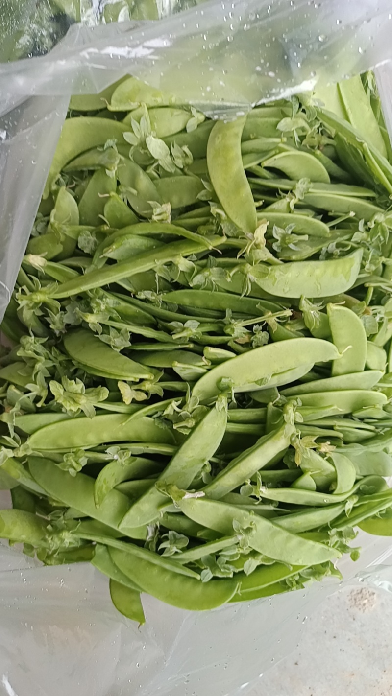 尖叶莴笋杆子