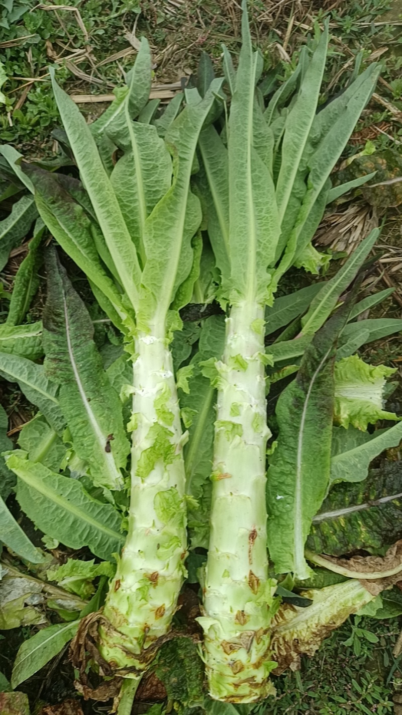 尖叶莴笋杆子