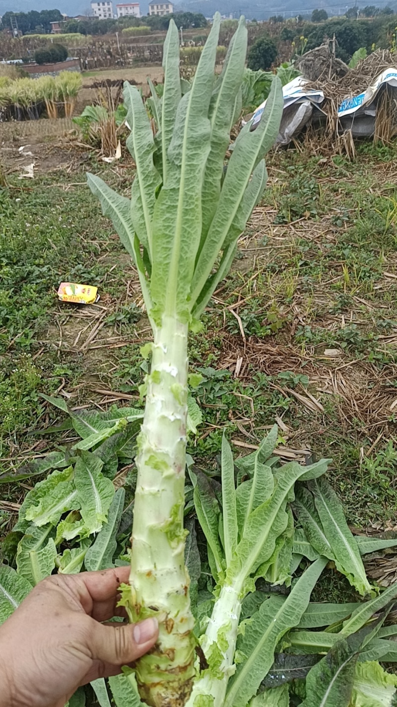 尖叶莴笋杆子