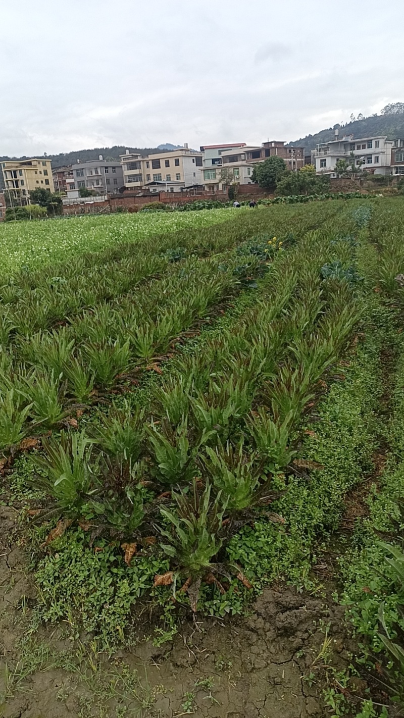 尖叶莴笋杆子
