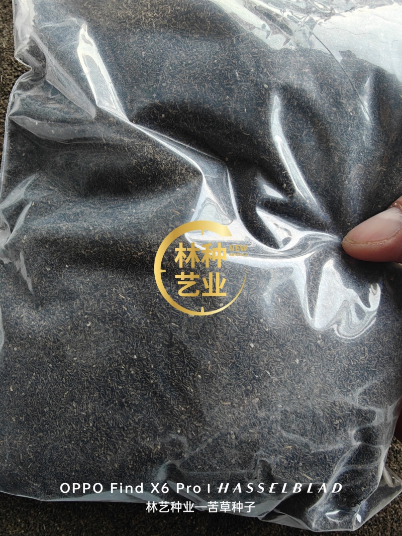 苦草种子纯籽小龙虾蟹养殖夏鱼塘四季矮生短叶水草苗扁担草种