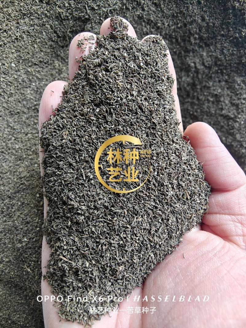 苦草种子纯籽小龙虾蟹养殖夏鱼塘四季矮生短叶水草苗扁担草种