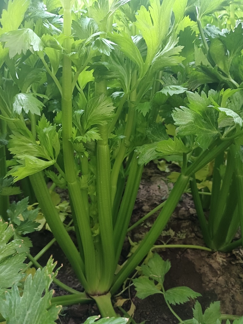 西芹净菜