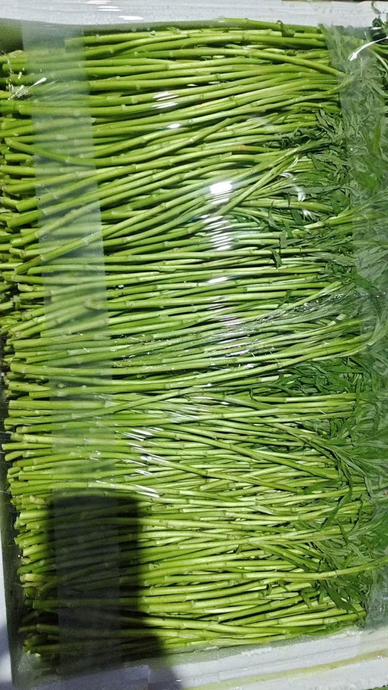 芦蒿