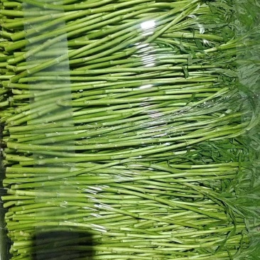 芦蒿