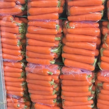 精品红萝卜