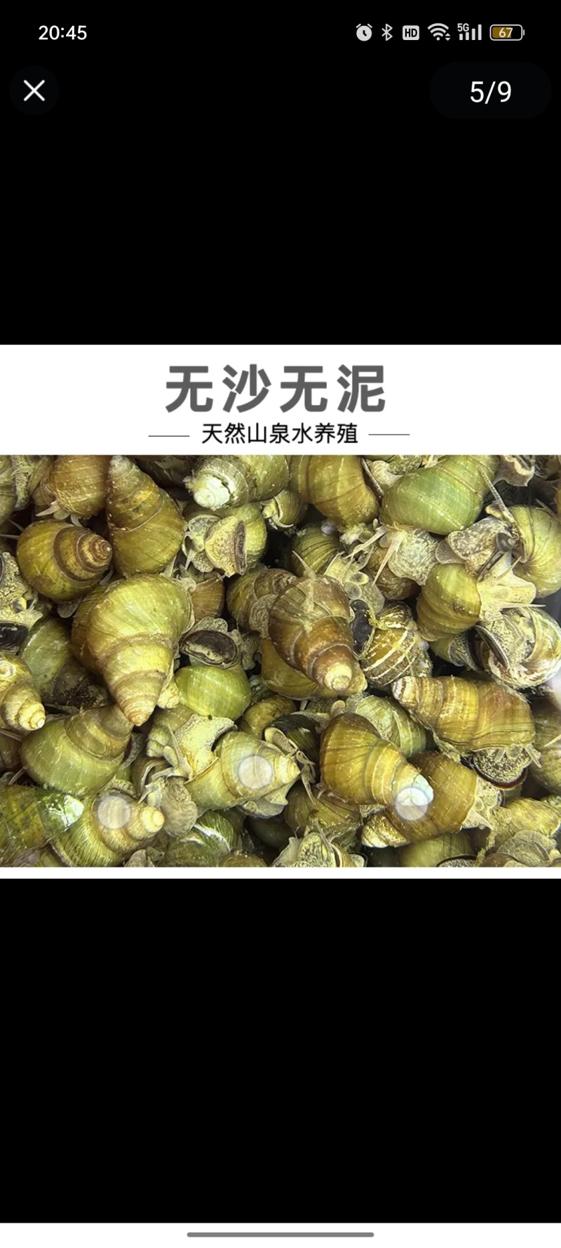 清水螺，吊水螺