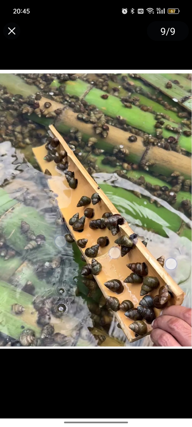 清水螺，吊水螺