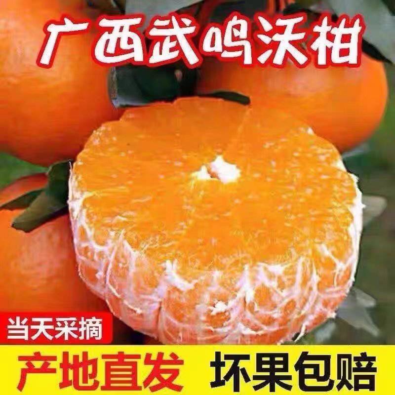 《爆汁武鸣沃柑！日销10万斤的**源头，果园直供，千斤起
