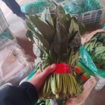 精品大叶菠菜