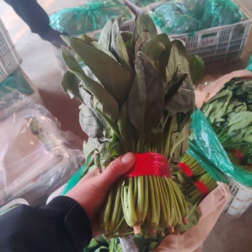 精品大叶菠菜