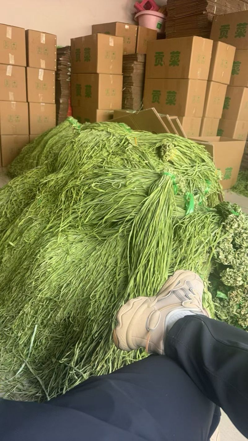 《贡菜干》云南精品贡菜干/产地直发/价格公道/欢迎来电